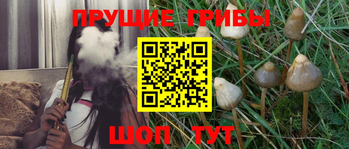 Галлюциногенные грибы Psilocybine cubensis Магнитогорск